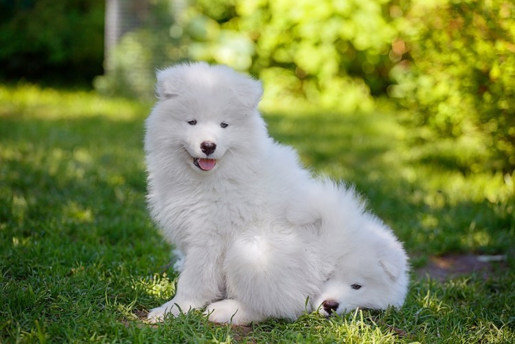 Хаски самоед лабрадор