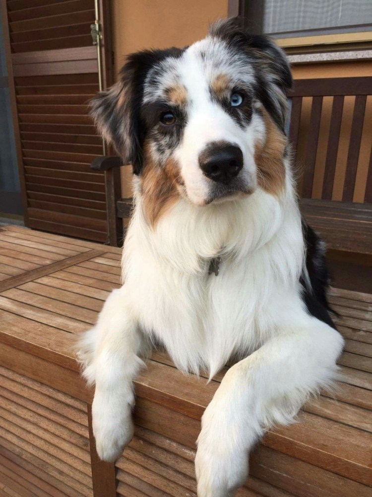 Австралийская овчарка аусси метис