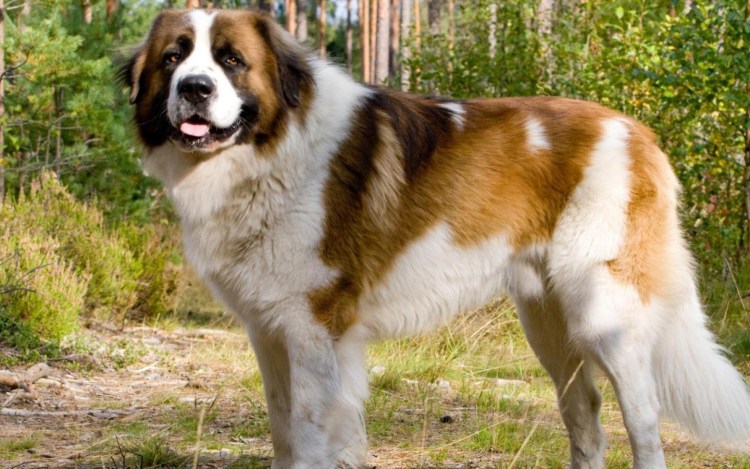 Сенбернар и австралийская овчарка