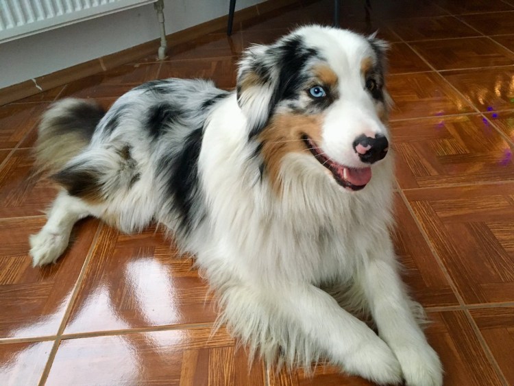 Метис австралийской овчарки