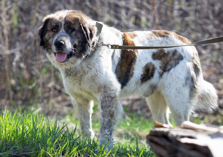 Сенбернар и овчарка