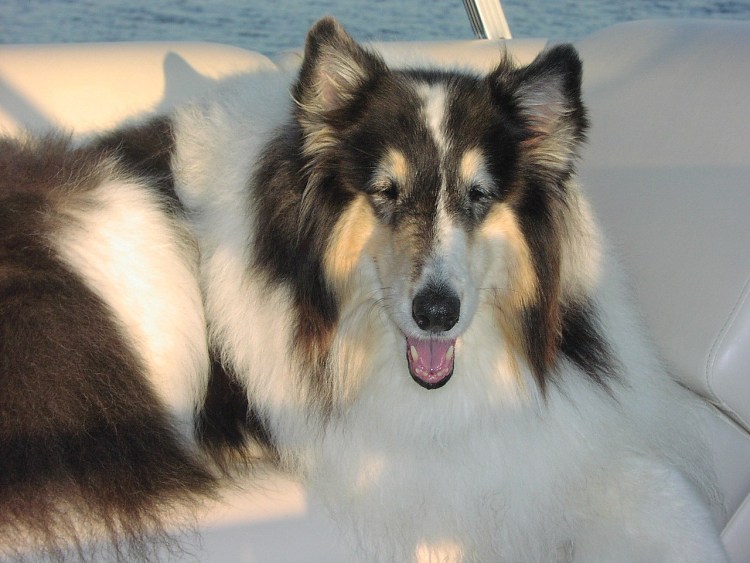 Художник Lilian Cheviot