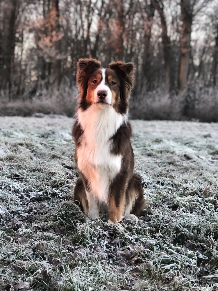 Помесь сенбернара и Московской сторожевой