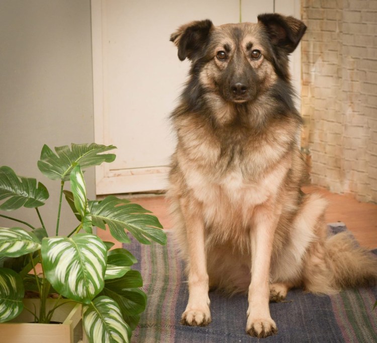 Сенбернар и ретривер