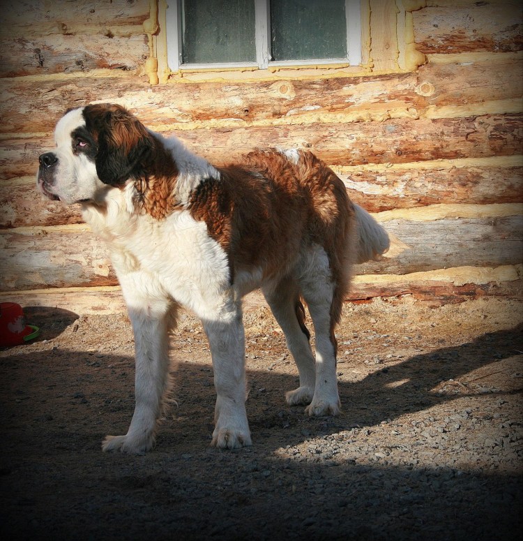 Сенбернар и колли