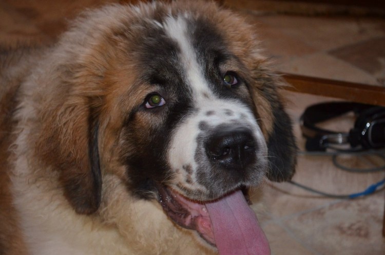 Метис колли и кавказца