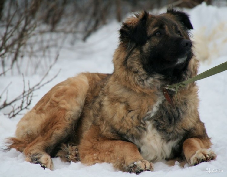 Окрас Московской сторожевой