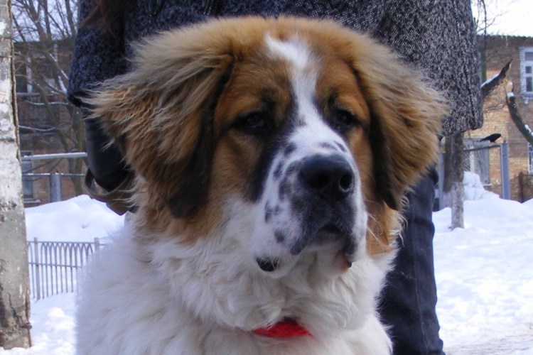 Метис сенбернара и аусси