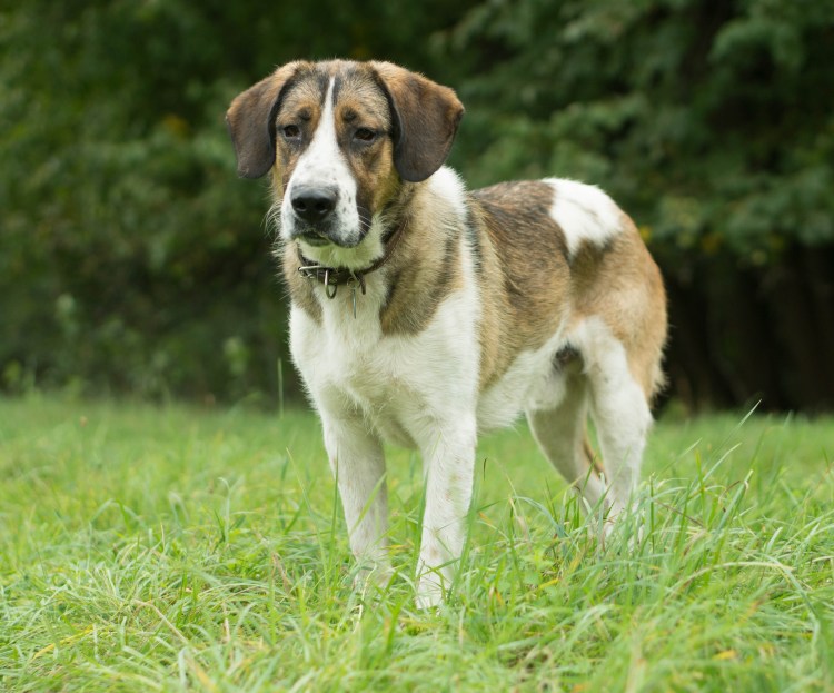 Метис сенбернара