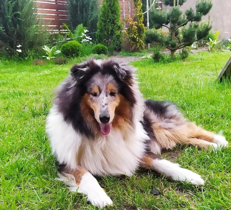 Помесь сенбернара и алабая