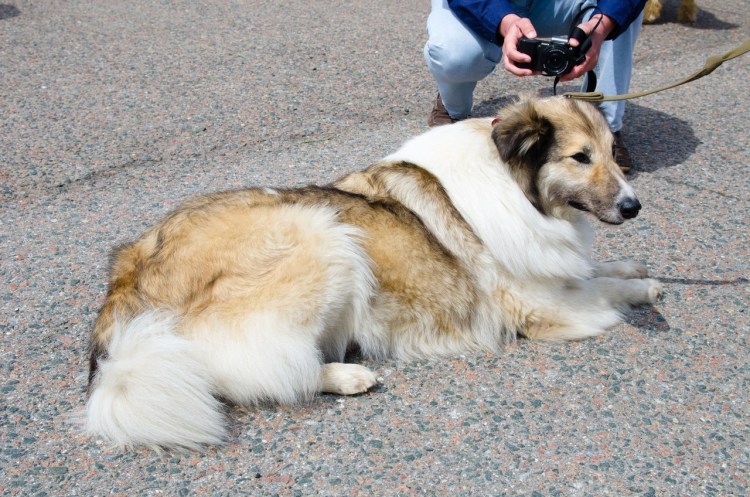 Метис колли и алабая