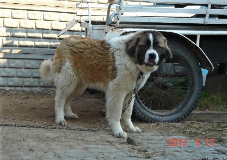 Сенбернар алабай, колли, гончая смешанная порода