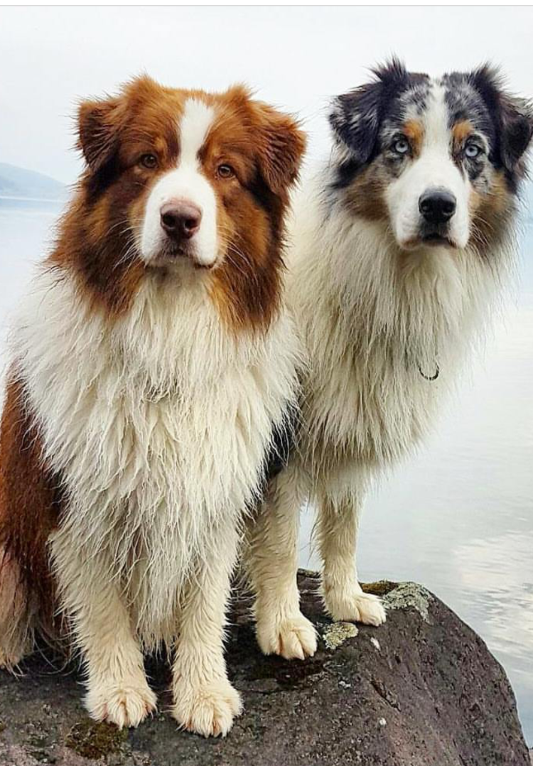 Колли австралийская овчарка