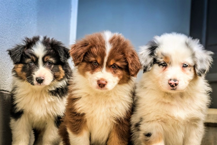 Сенбернар водолаз