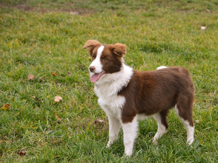 Метис алабая и сенбернара