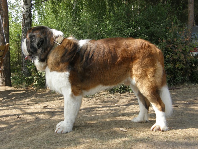 Московская сторожевая и алабай