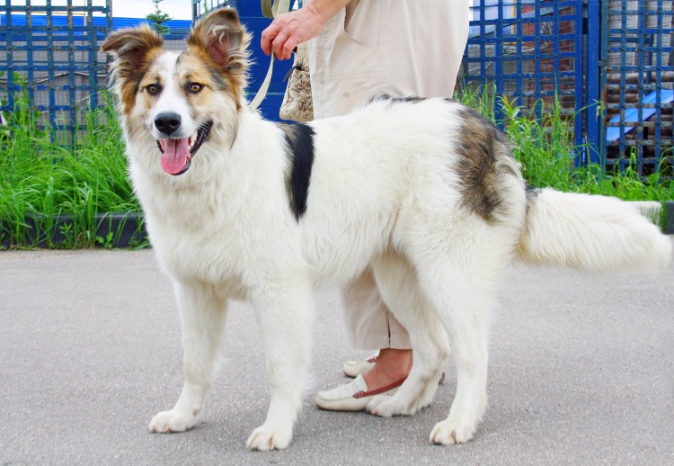 Шотландская овчарка аусси