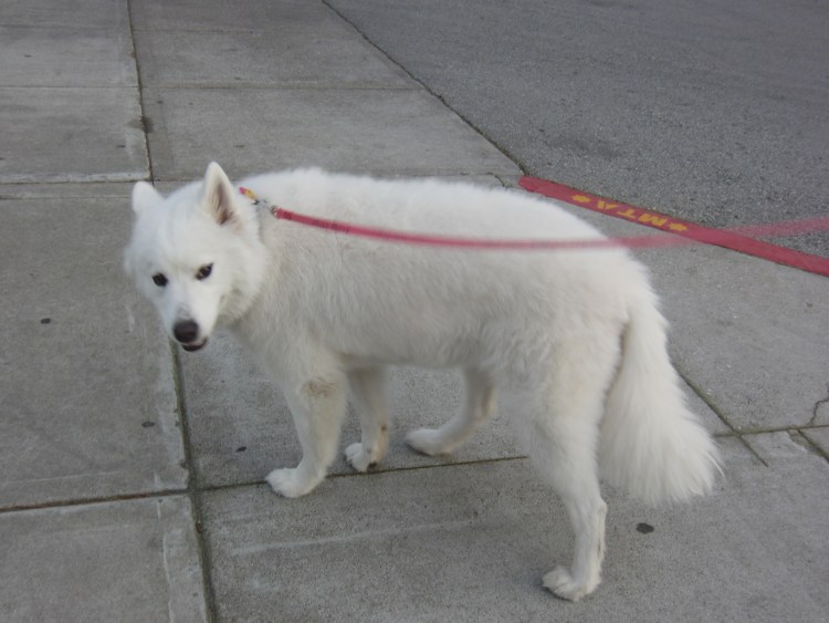 Лысый самоед лайка