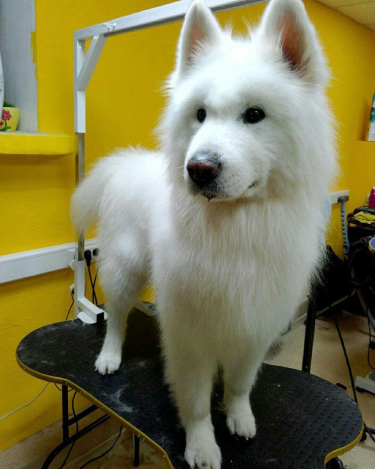 Самоедская лайка