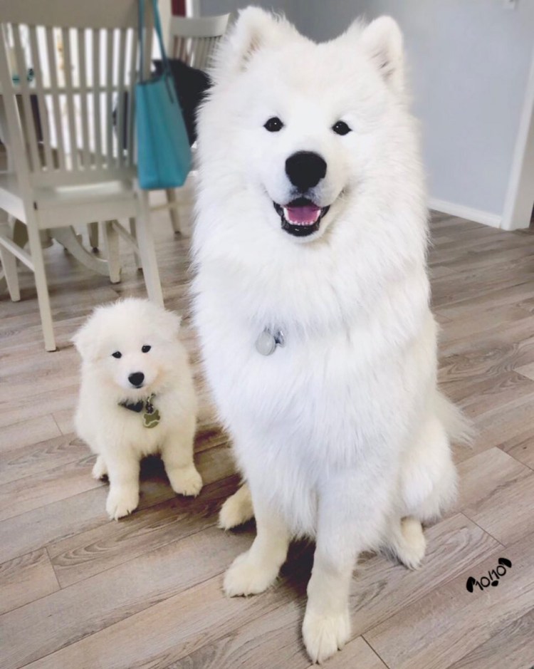 Самоедская лайка груминг