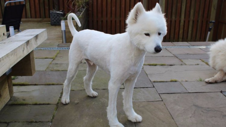 Груминг самоеда