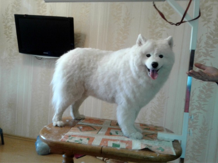 Лайка самоед с розовыми