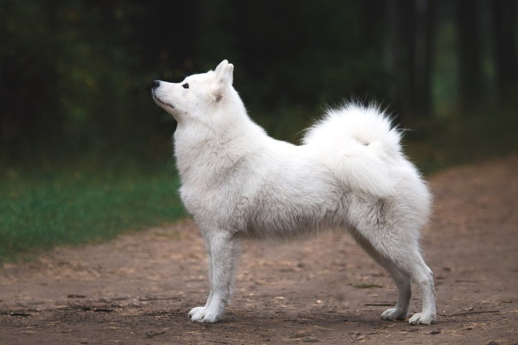 Самоед грумингу