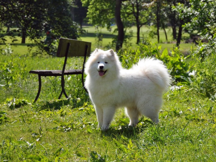 Стрижка самоеда