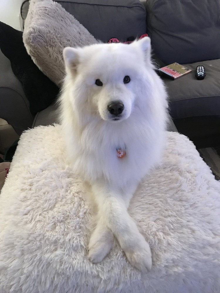 Самоед щенок