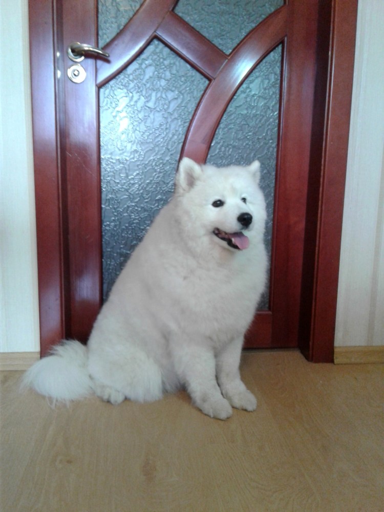 Самоед Медвежий