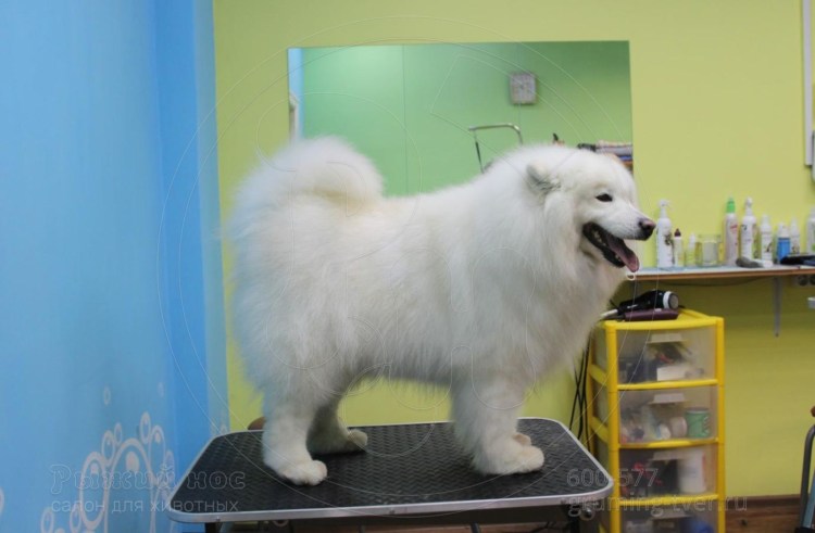 Самоед похожие породы