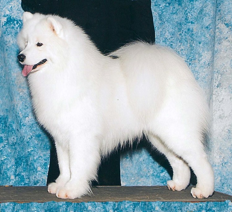 Груминг самоеда