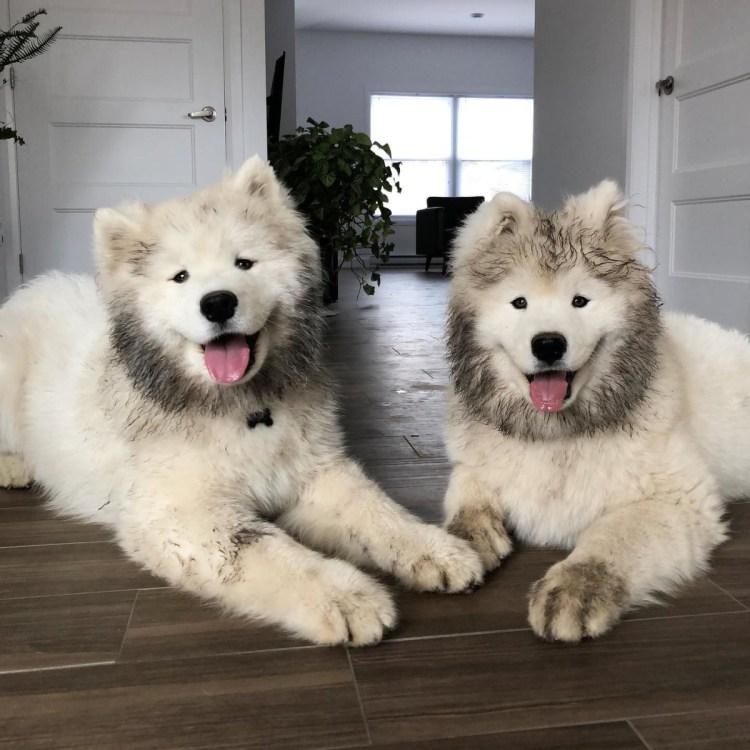 Хаски самоед лабрадор