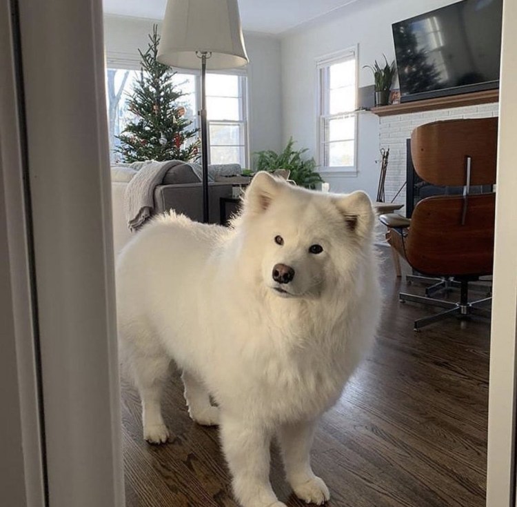 Стриженный самоед налысо