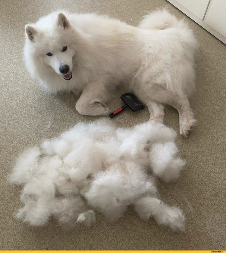 Лайка самоед стрижка