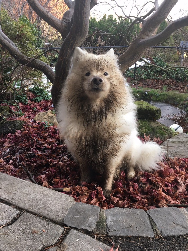 Подстриженный самоед