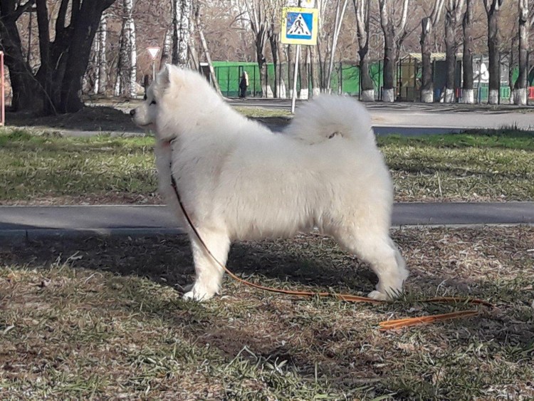 Самоед собака стрижка