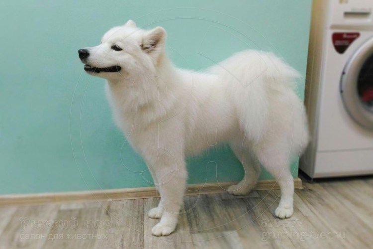 Самоедская лайка груминг