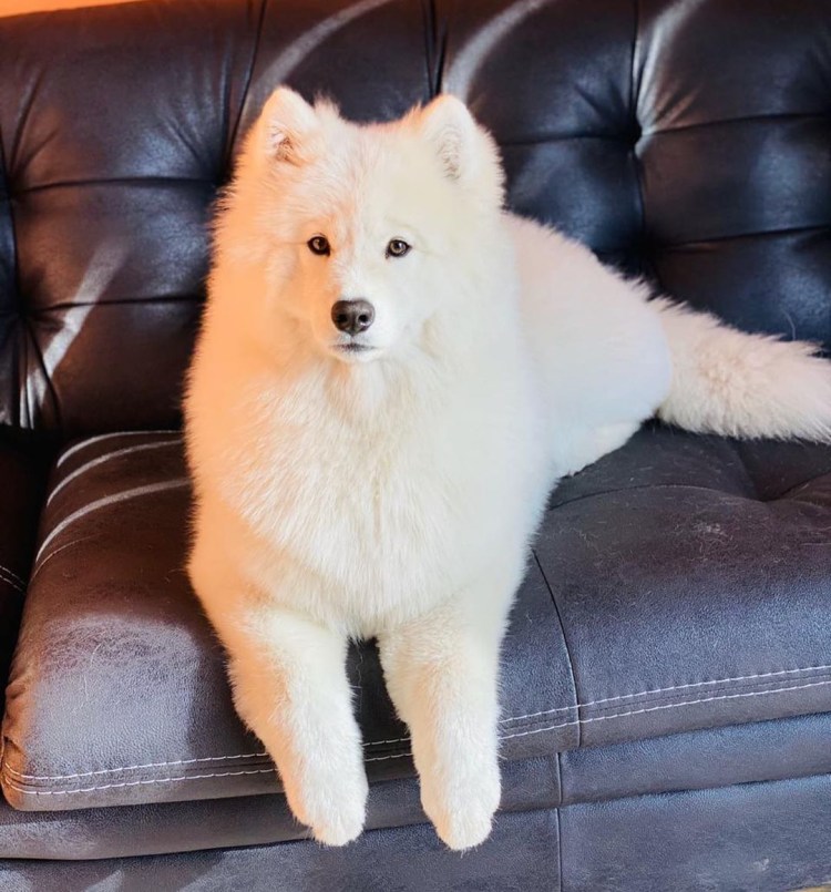 Тримминг самоеда