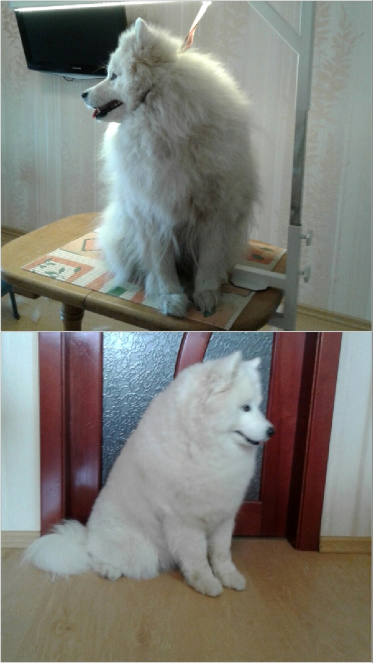 Самоед хвост