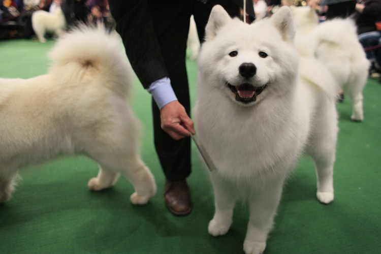 Лысая Самоедская лайка