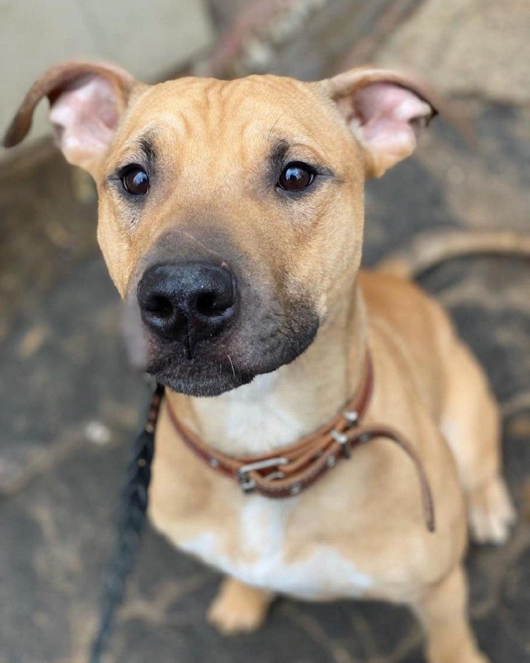 Королевский стаффордширский терьер