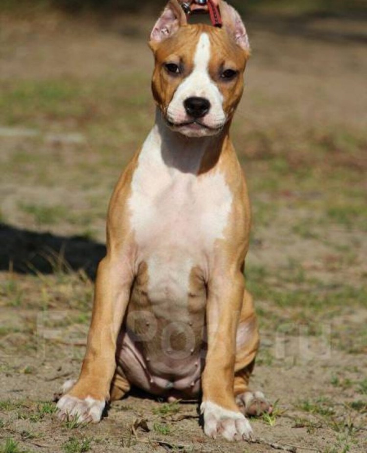 Американский стаффордширский терьер