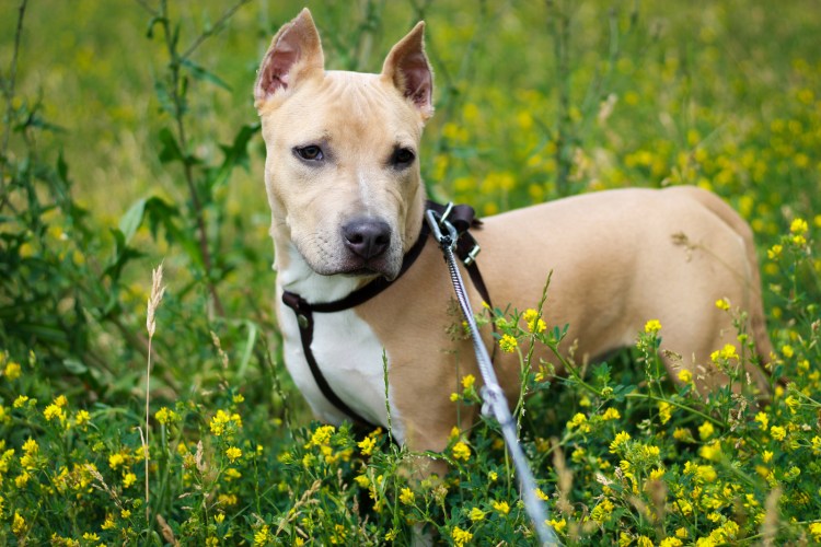 Американский стаффордширский терьер черный