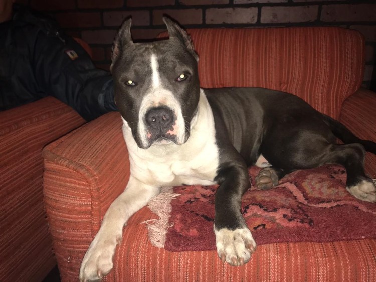 Американский стаффордширский терьер купированные уши