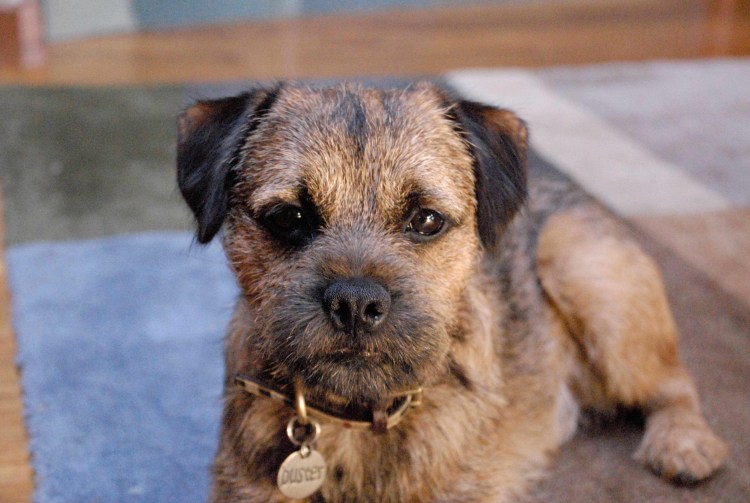 Вест Вайт шнауцер терьер