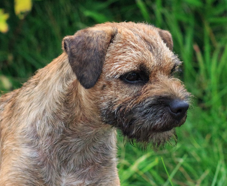 Американский питбультерьер