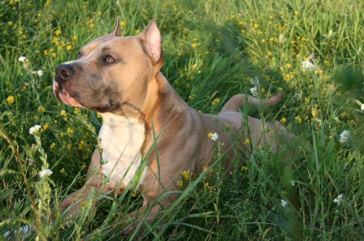 Американский стаффордширский терьер