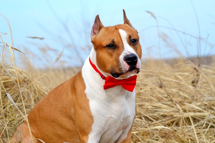 Американский пидбультерье