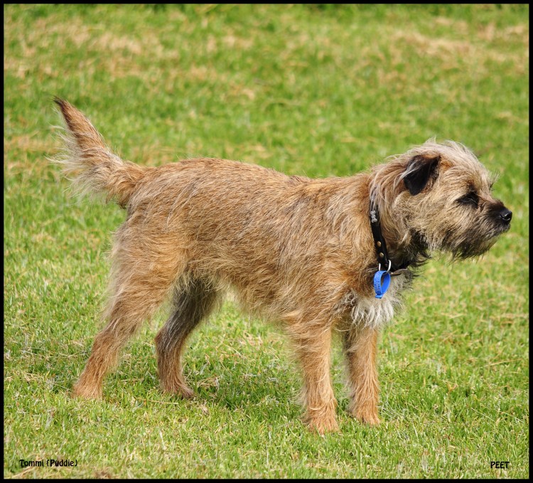 Бордер терьер взрослый
